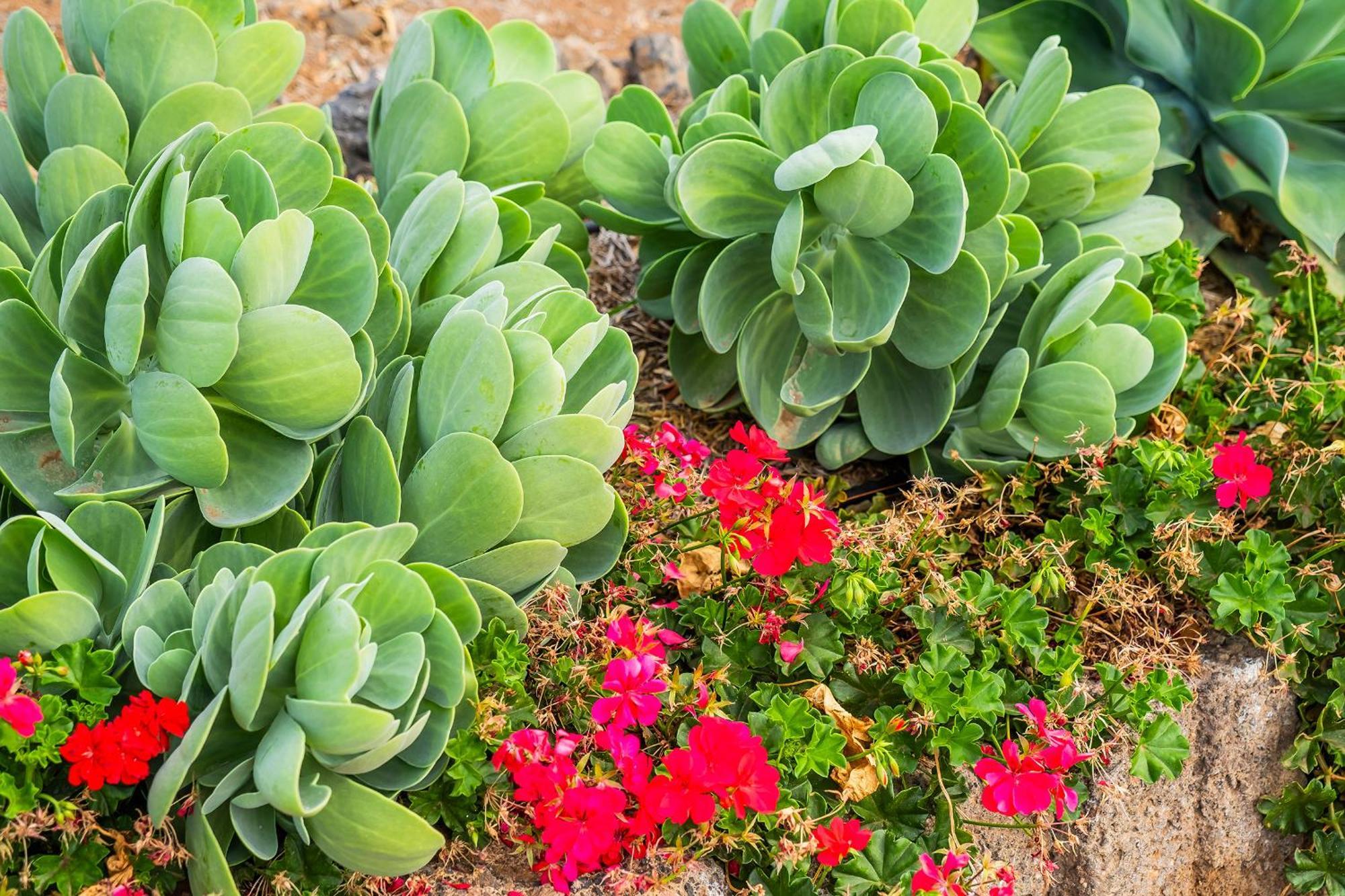 Tenerife Healing Garden Guia de Isora  Bagian luar foto