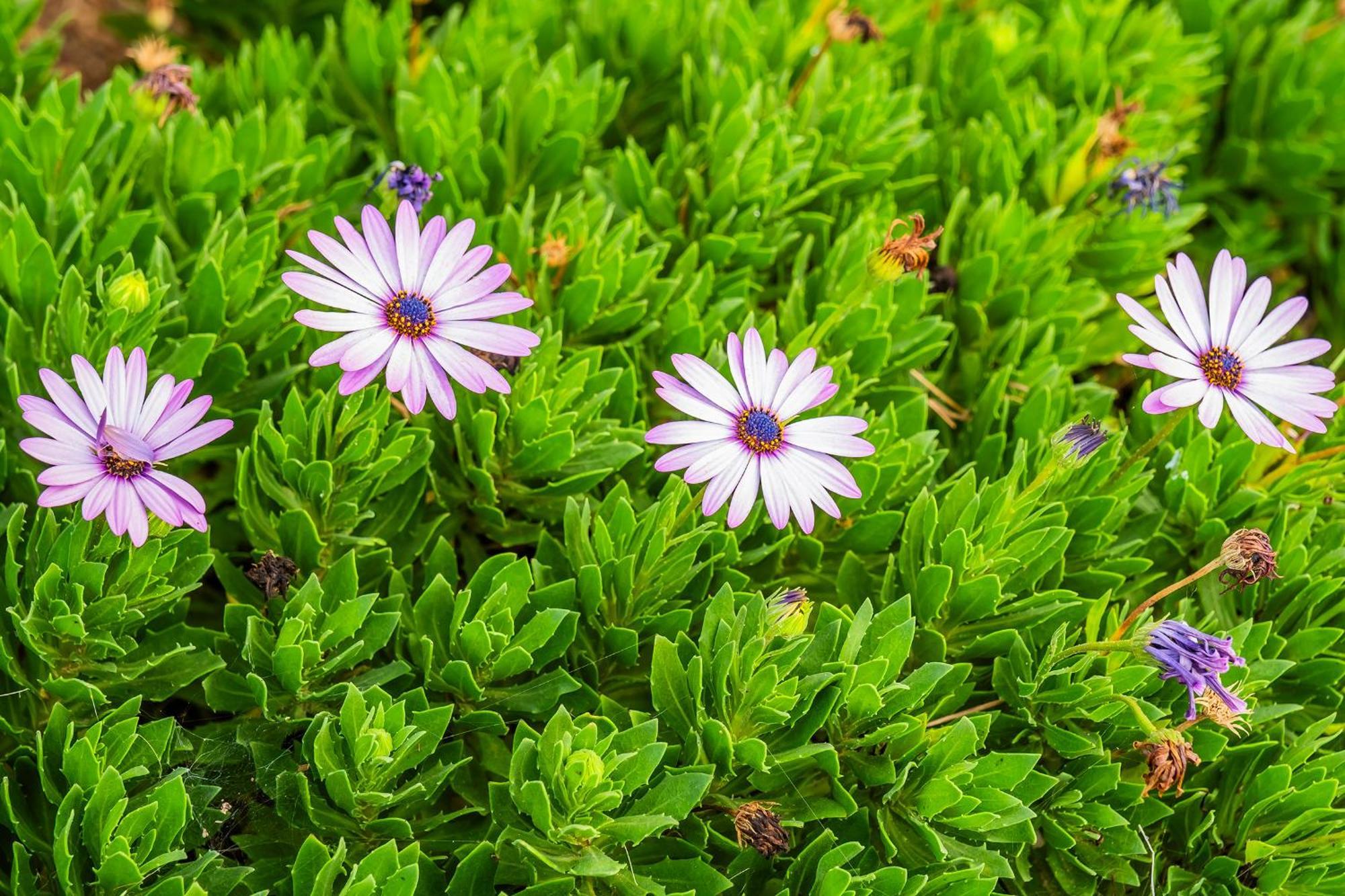 Tenerife Healing Garden Guia de Isora  Bagian luar foto